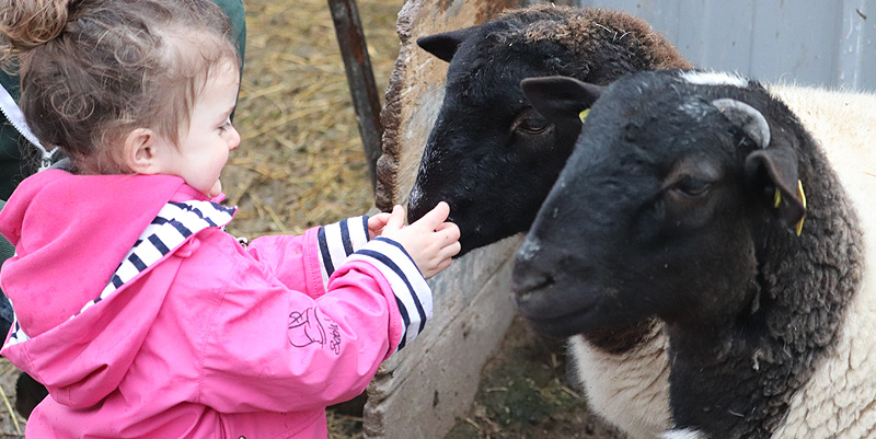 Les animaux de la ferme près de Nîmes