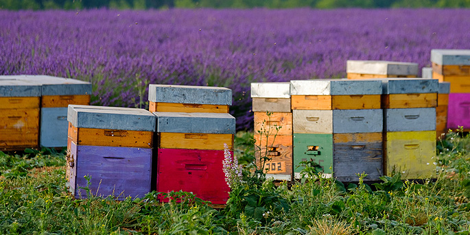 Les sorties du 13 au 16 juin