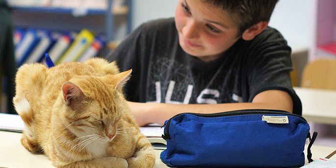 les bienfaits de la ronronthérapie