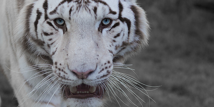 Le Zoo de Bordeaux Pessac