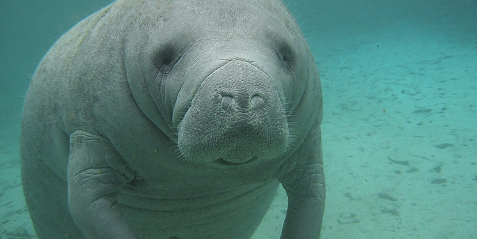 Le zooparc de Beauval