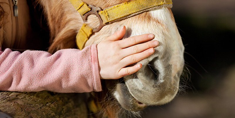 illustration de Etre heureux comme un cheval !