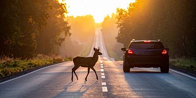 Un chevreuil traverse une route - Illustration conceptuelle générée par IA